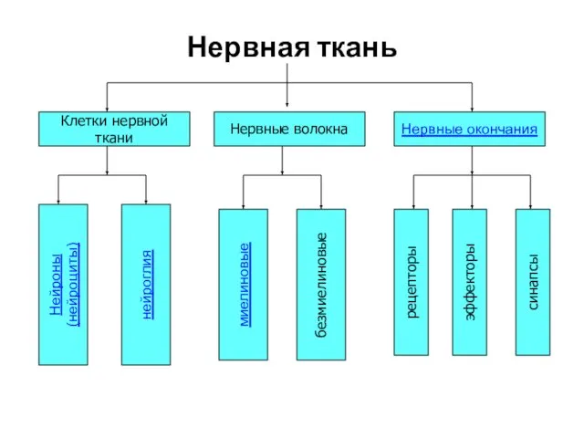 Нервная ткань Клетки нервной ткани Нервные волокна Нервные окончания Нейроны (нейроциты)