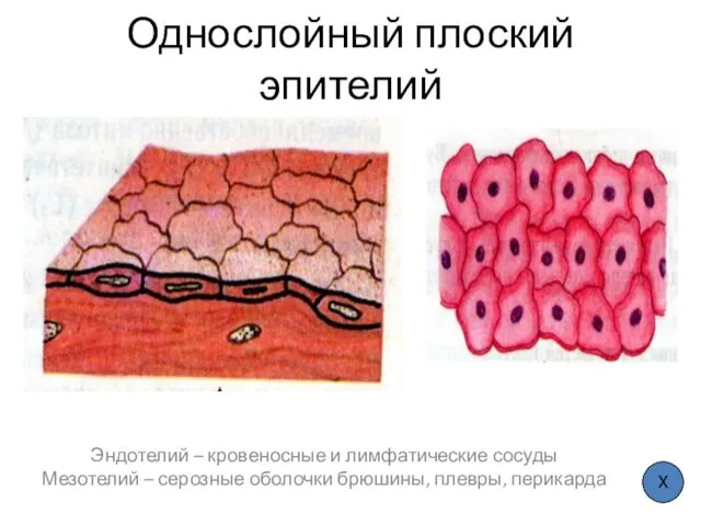 Однослойный плоский эпителий Эндотелий – кровеносные и лимфатические сосуды Мезотелий –