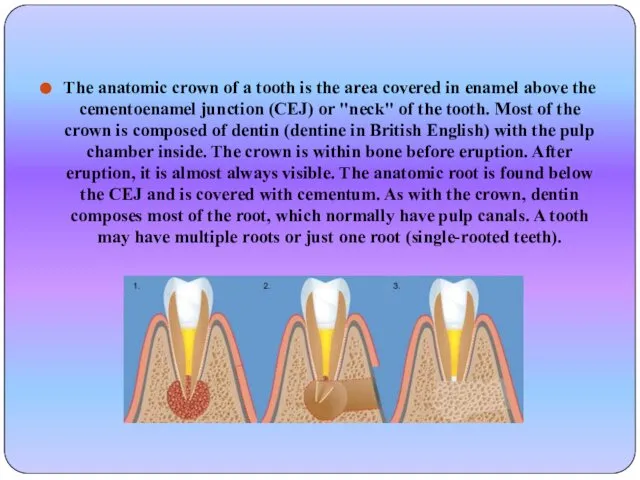 The anatomic crown of a tooth is the area covered in