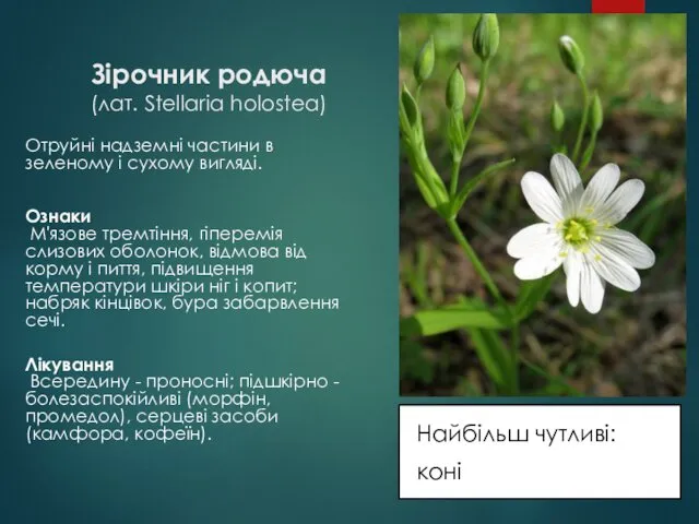 Зірочник родюча (лат. Stellaria holostea) Найбільш чутливі: коні Отруйні надземні частини