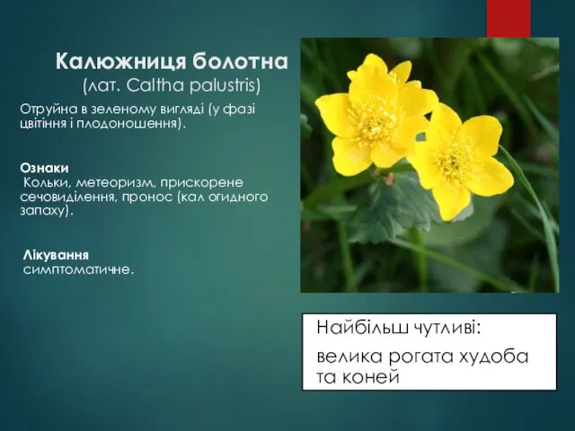 Калюжниця болотна (лат. Caltha palustris) Найбільш чутливі: велика рогата худоба та