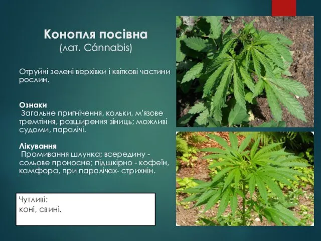 Конопля посівна (лат. Cánnabis) Отруйні зелені верхівки і квіткові частини рослин.