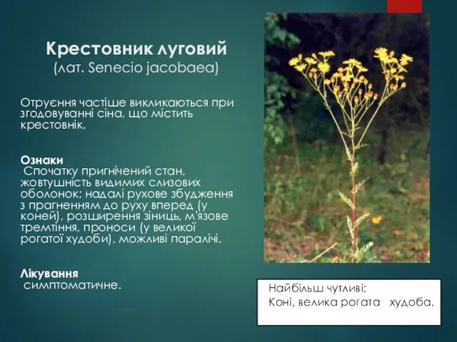 Крестовник луговий (лат. Senecio jacobaea) Отруєння частіше викликаються при згодовуванні сіна,