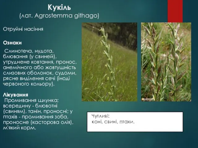 Кукіль (лат. Agrostemma githago) Отруйні насіння Ознаки Слинотеча, нудота, блювання (у