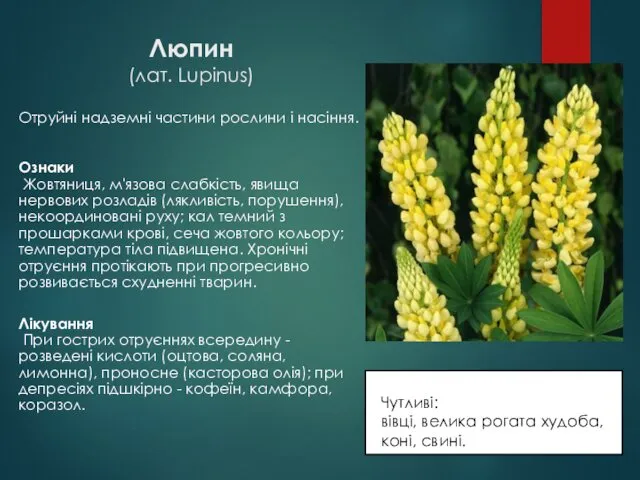 Люпин (лат. Lupinus) Отруйні надземні частини рослини і насіння. Ознаки Жовтяниця,