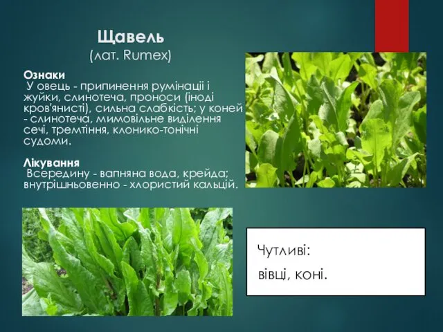 Щавель (лат. Rumex) Чутливі: вівці, коні. Ознаки У овець - припинення