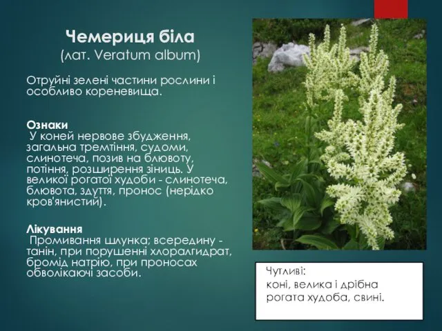 Чемериця біла (лат. Veratum album) Отруйні зелені частини рослини і особливо