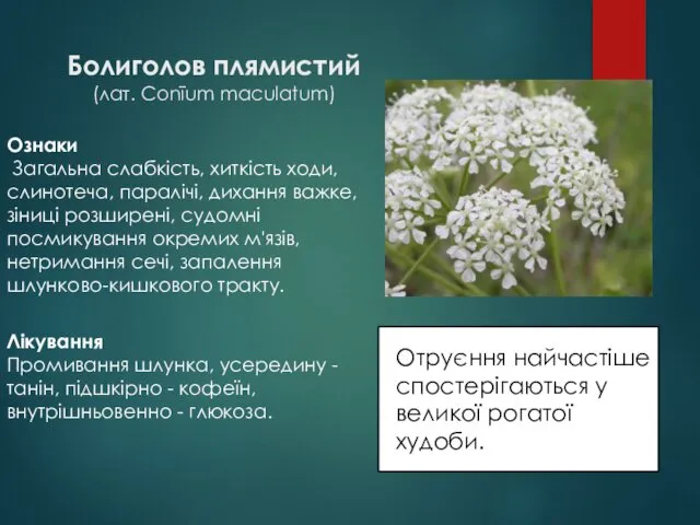 Болиголов плямистий (лат. Conīum maculаtum) Отруєння найчастіше спостерігаються у великої рогатої