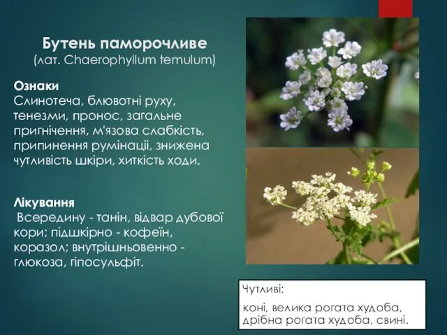 Бутень паморочливе (лат. Chaerophyllum temulum) Чутливі: коні, велика рогата худоба, дрібна