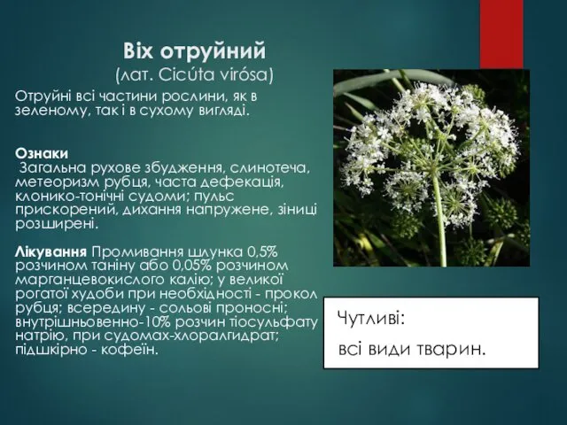 Віх отруйний (лат. Cicúta virósa) Чутливі: всі види тварин. Отруйні всі