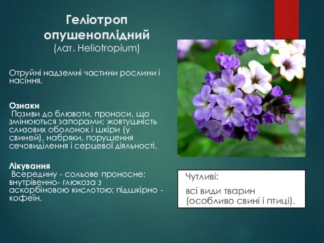 Геліотроп опушеноплідний (лат. Heliotropium) Чутливі: всі види тварин (особливо свині і