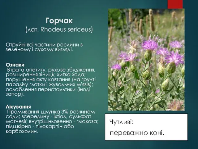 Горчак (лат. Rhodeus sericeus) Чутливі: переважно коні. Отруйні всі частини рослини