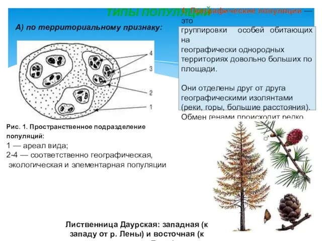 ТИПЫ ПОПУЛЯЦИЙ А) по территориальному признаку: 1. Географические популяции — это