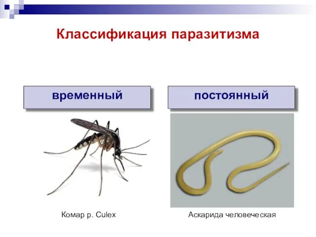 временный постоянный Комар р. Culex Аскарида человеческая Классификация паразитизма