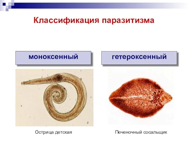 моноксенный гетероксенный Острица детская Печеночный сосальщик Классификация паразитизма