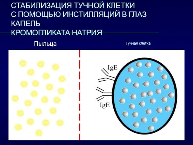 СТАБИЛИЗАЦИЯ ТУЧНОЙ КЛЕТКИ С ПОМОЩЬЮ ИНСТИЛЛЯЦИЙ В ГЛАЗ КАПЕЛЬ КРОМОГЛИКАТА НАТРИЯ Пыльца Тучная клетка