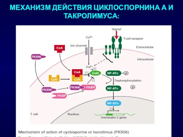 МЕХАНИЗМ ДЕЙСТВИЯ ЦИКЛОСПОРНИНА А И ТАКРОЛИМУСА: