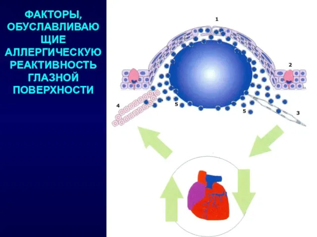 ФАКТОРЫ, ОБУСЛАВЛИВАЮЩИЕ АЛЛЕРГИЧЕСКУЮ РЕАКТИВНОСТЬ ГЛАЗНОЙ ПОВЕРХНОСТИ