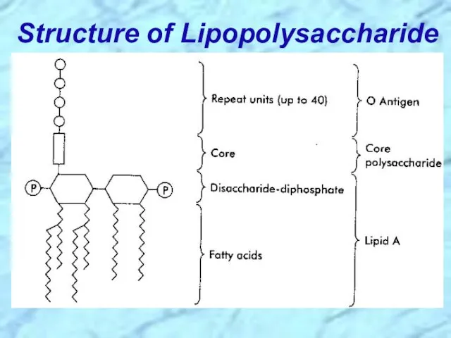 Structure of Lipopolysaccharide