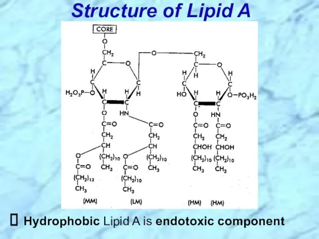 Structure of Lipid A Hydrophobic Lipid A is endotoxic component