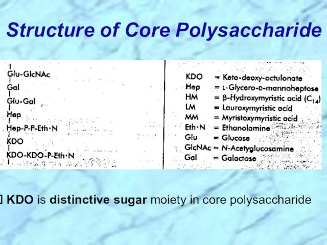 Structure of Core Polysaccharide KDO is distinctive sugar moiety in core polysaccharide