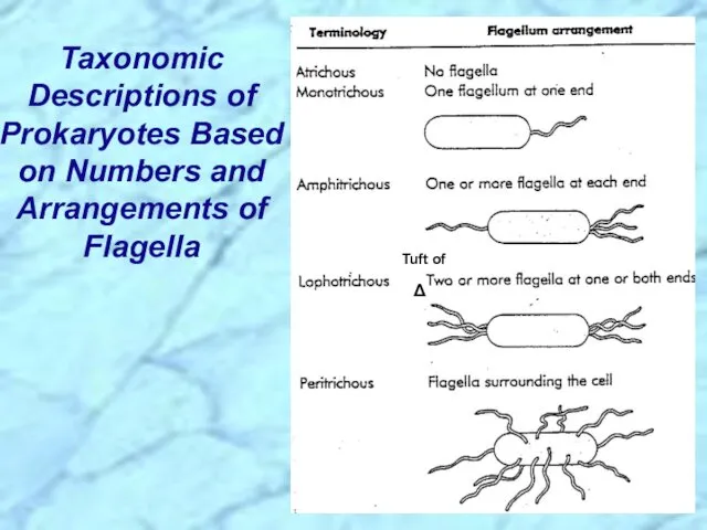 Taxonomic Descriptions of Prokaryotes Based on Numbers and Arrangements of Flagella