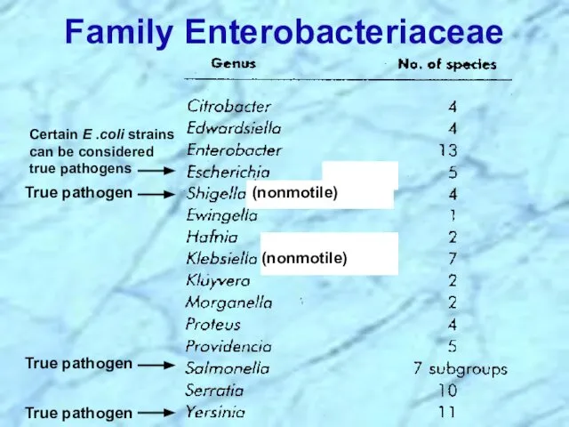 Family Enterobacteriaceae (nonmotile) (nonmotile) True pathogen True pathogen True pathogen Certain