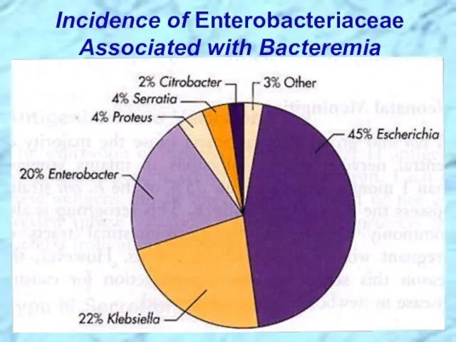 Incidence of Enterobacteriaceae Associated with Bacteremia