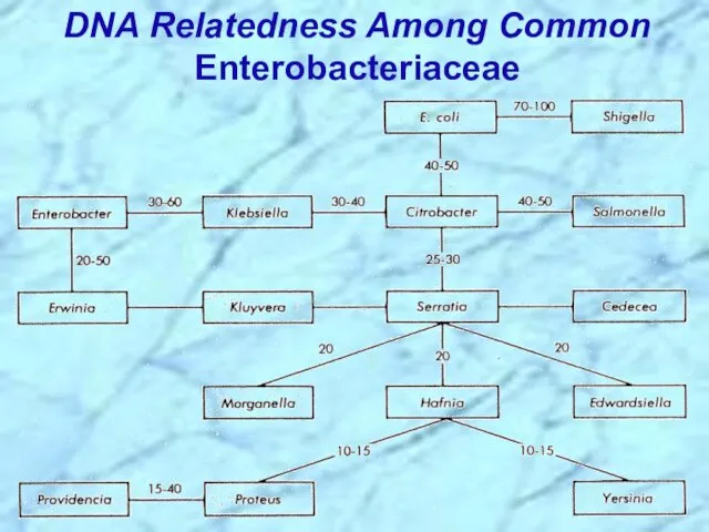 DNA Relatedness Among Common Enterobacteriaceae