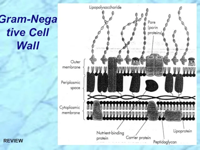 Gram-Negative Cell Wall REVIEW