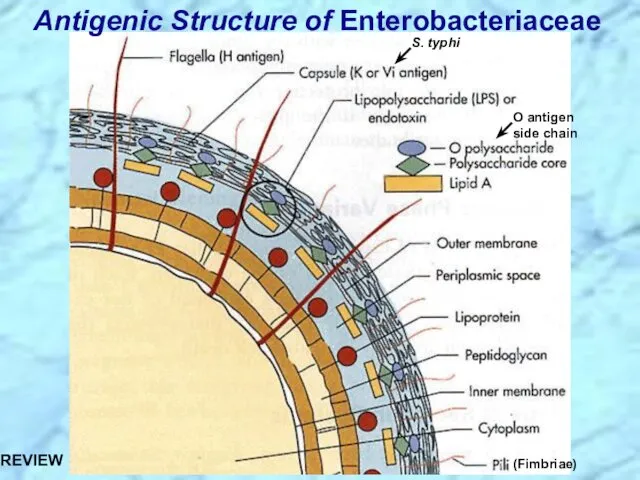 Antigenic Structure of Enterobacteriaceae S. typhi O antigen side chain (Fimbriae) REVIEW