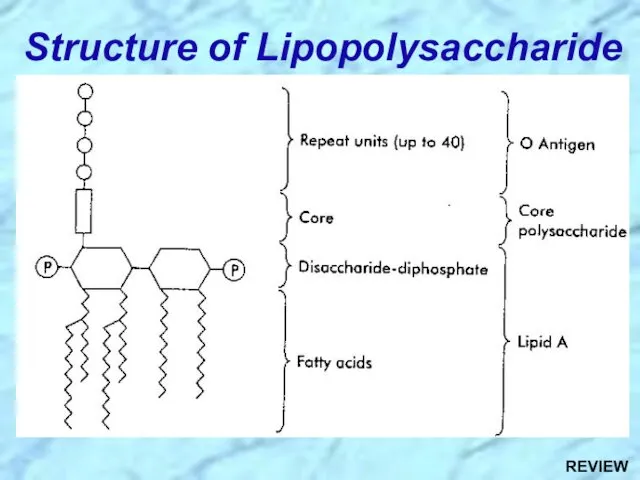 Structure of Lipopolysaccharide REVIEW