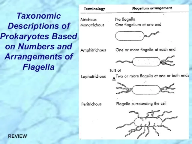 Taxonomic Descriptions of Prokaryotes Based on Numbers and Arrangements of Flagella REVIEW