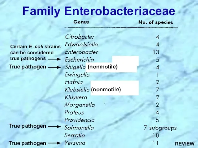 Family Enterobacteriaceae (nonmotile) (nonmotile) True pathogen True pathogen True pathogen Certain