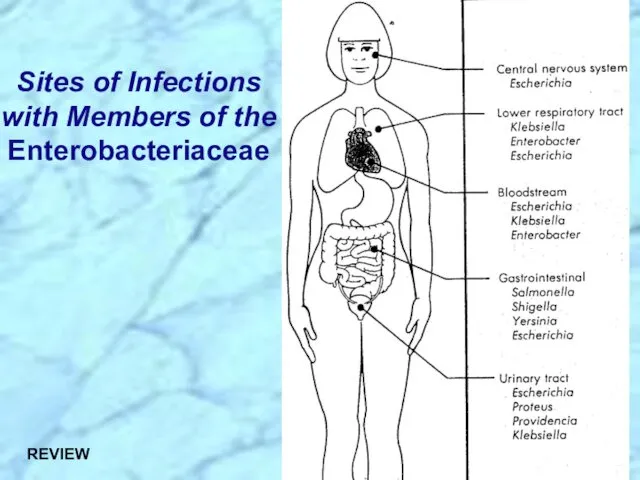 Sites of Infections with Members of the Enterobacteriaceae REVIEW