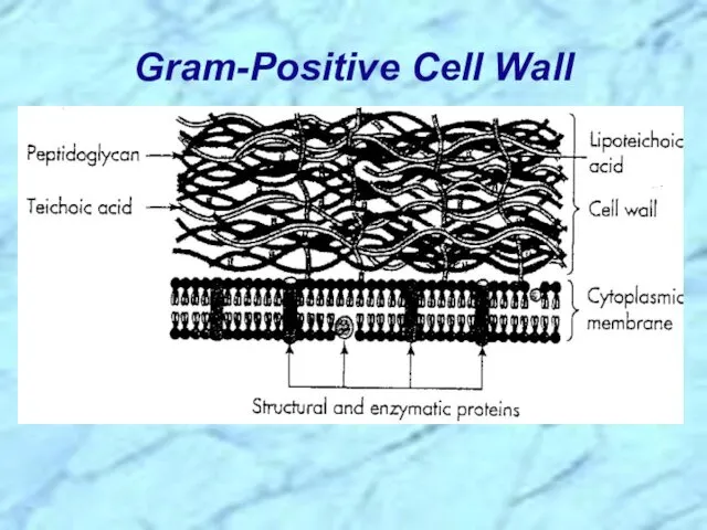 Gram-Positive Cell Wall