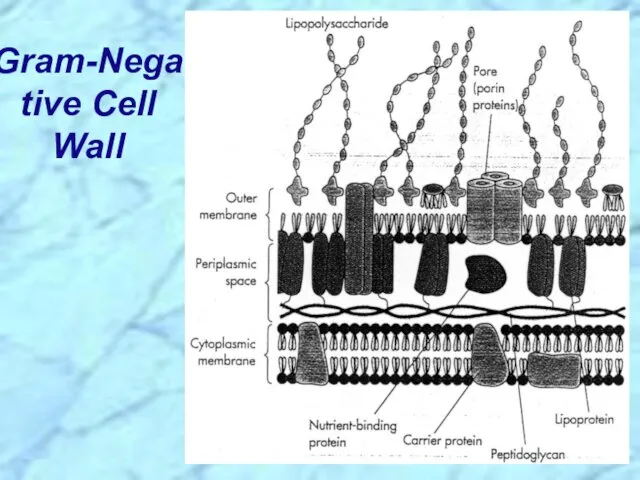 Gram-Negative Cell Wall
