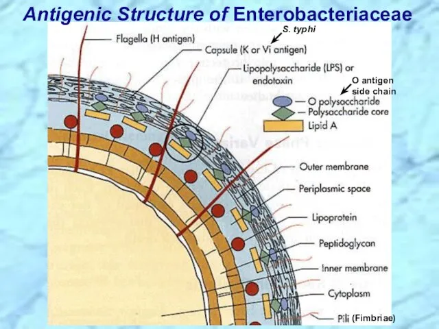 Antigenic Structure of Enterobacteriaceae S. typhi O antigen side chain (Fimbriae)