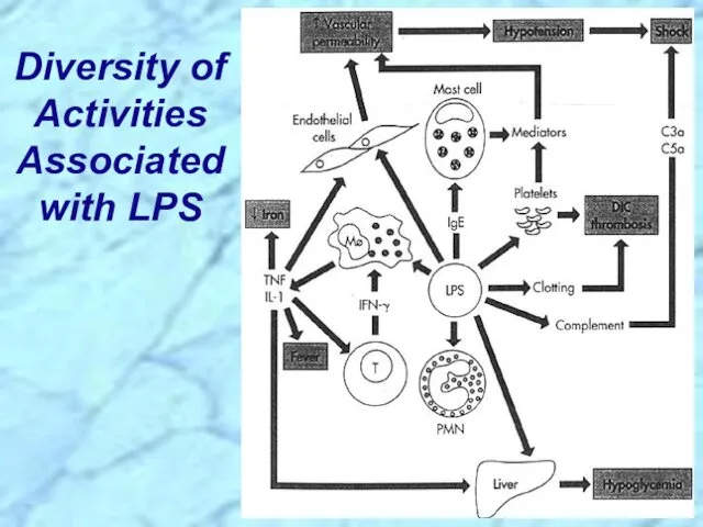 Diversity of Activities Associated with LPS