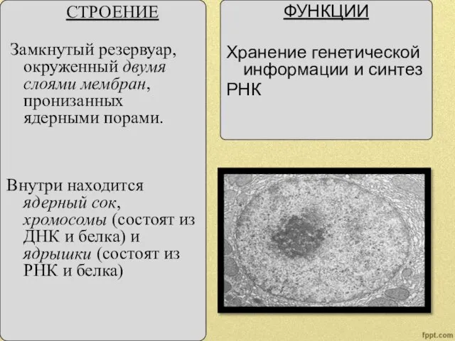 СТРОЕНИЕ Замкнутый резервуар, окруженный двумя слоями мембран, пронизанных ядерными порами. Внутри