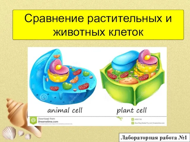 Сравнение растительных и животных клеток Лабораторная работа №1