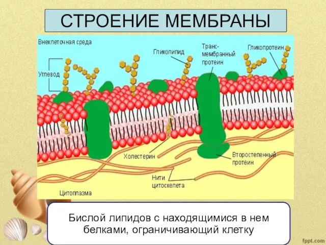 СТРОЕНИЕ МЕМБРАНЫ Бислой липидов с находящимися в нем белками, ограничивающий клетку