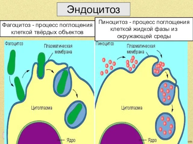 Эндоцитоз Фагоцитоз - процесс поглощения клеткой твёрдых объектов Пиноцитоз - процесс