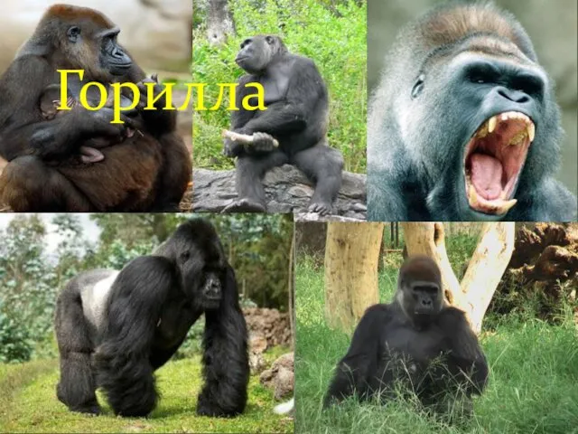 Горилла