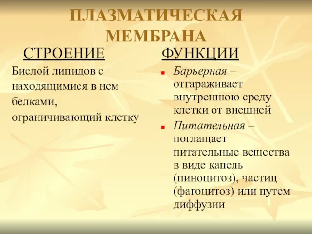 ПЛАЗМАТИЧЕСКАЯ МЕМБРАНА СТРОЕНИЕ Бислой липидов с находящимися в нем белками, ограничивающий