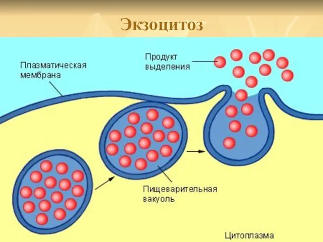 Экзоцитоз