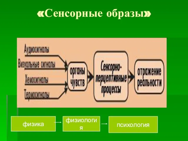 «Сенсорные образы» физика физиология психология