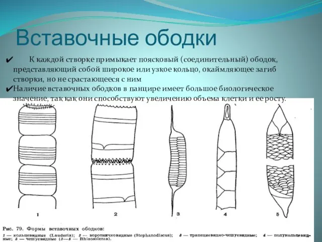 Вставочные ободки К каждой створке примыкает поясковый (соединительный) ободок, представляющий собой