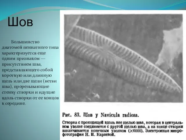 Шов Большинство диатомей пеннатного типа характеризуется еще одним признаком — присутствием