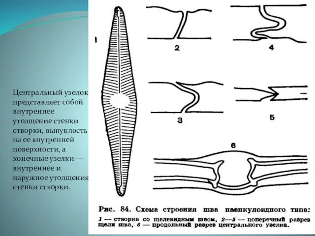 Центральный узелок представляет собой внутреннее утолщение стенки створки, выпуклость на ее